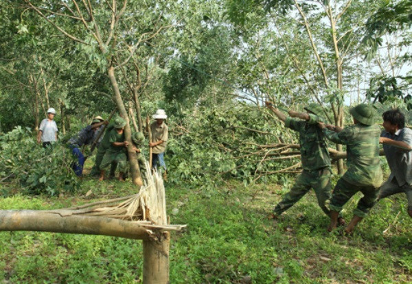 Cục Trồng trọt yêu cầu khắc phục thiệt hại cây cao su do bão số 2 ảnh 1