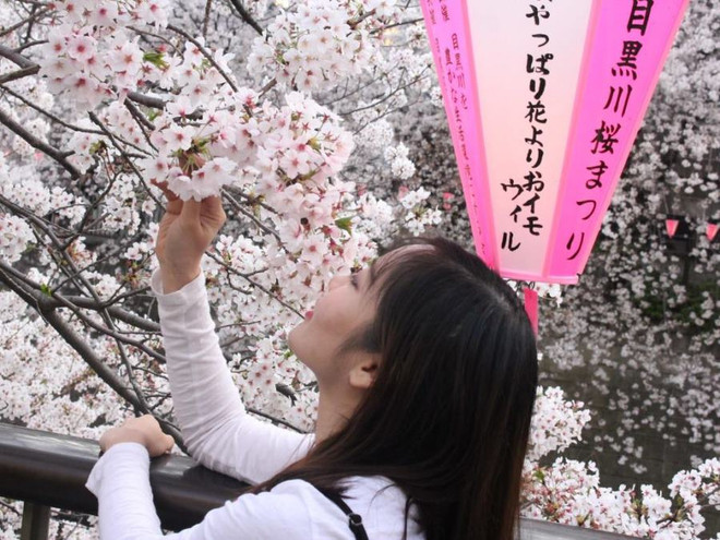 Ngất ngây với sắc hoa anh đào ở đất nước Mặt trời mọc ảnh 5