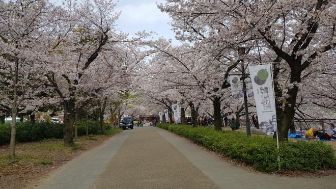 Ngất ngây với sắc hoa anh đào ở đất nước Mặt trời mọc ảnh 1