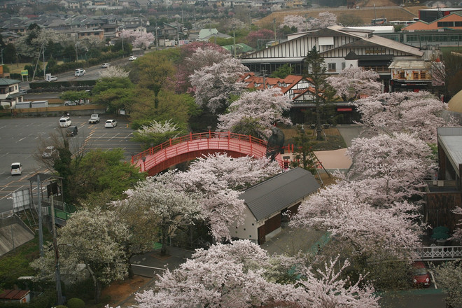 Ngất ngây với sắc hoa anh đào ở đất nước Mặt trời mọc ảnh 8