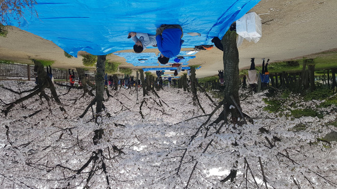 Ngất ngây với sắc hoa anh đào ở đất nước Mặt trời mọc ảnh 4