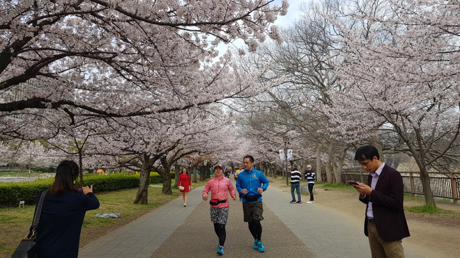 Ngất ngây với sắc hoa anh đào ở đất nước Mặt trời mọc ảnh 3