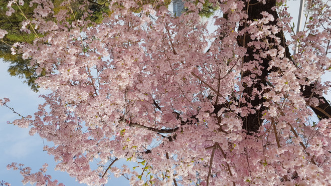 Ngất ngây với sắc hoa anh đào ở đất nước Mặt trời mọc ảnh 6