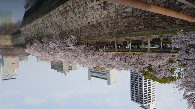 Ngất ngây với sắc hoa anh đào ở đất nước Mặt trời mọc ảnh 2