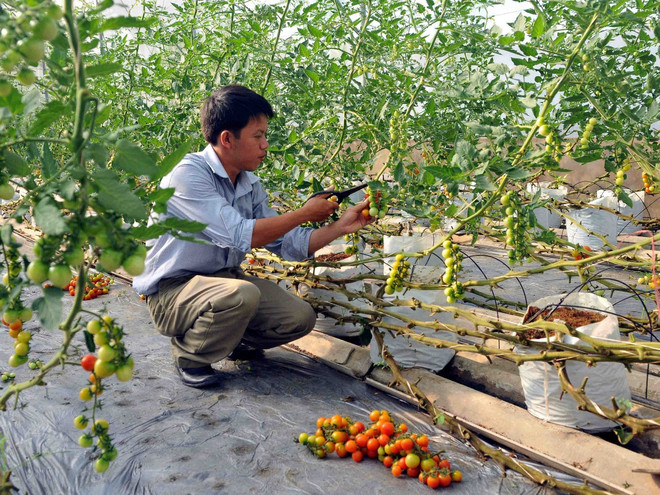 Khoa học công nghệ: “Chìa khóa vàng” của ngành nông nghiệp ảnh 3