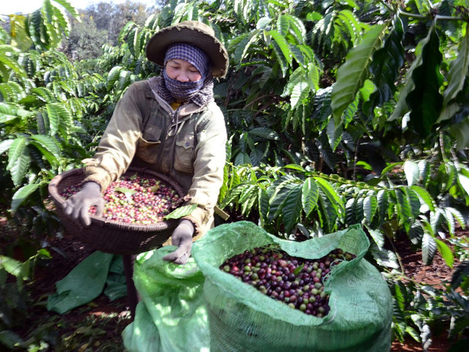 Điểm những mặt hàng xuất khẩu “tỷ đô” của ngành nông nghiệp ảnh 5