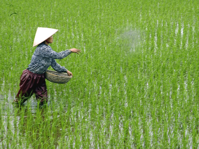 Nông dân bón phân chăm sóc lúa. (Ảnh: Đình Huệ/TTXVN) Cục Trồng trọt yêu cầu nông dân không dùng ximăng bón cho lúa ảnh 1