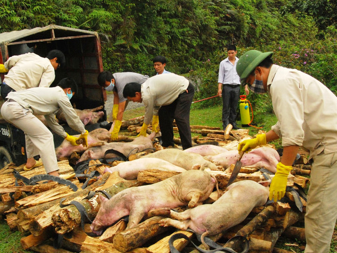Đình chỉ mua bán, vận chuyển, giết mổ gia súc tại các vùng có dịch ảnh 1