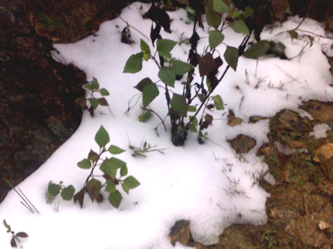 Thiên tai gây thiệt hại hơn 8 nghìn tỷ đồng trong năm 2015 ảnh 2