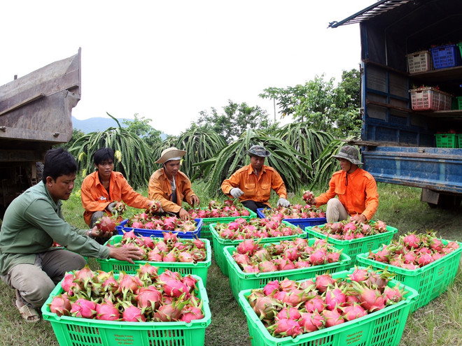 Điểm những mặt hàng xuất khẩu “tỷ đô” của ngành nông nghiệp ảnh 7