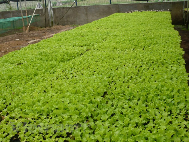 Tín dụng xanh: Lối đi lớn nhưng vẫn còn nhiều chông gai ảnh 2