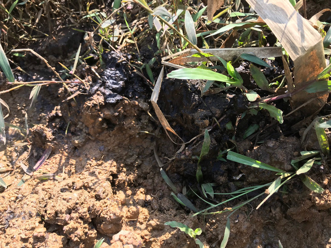 Cận cảnh bùn thải nghi nhiễm dầu tại cửa súc xả bể chứa sông Đà ảnh 8