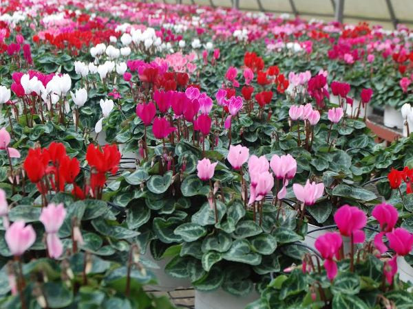 "Hoa hi-tech" khoe sắc Xuân trên “thành phố tình yêu” ảnh 1