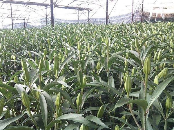 "Hoa hi-tech" khoe sắc Xuân trên “thành phố tình yêu” ảnh 2