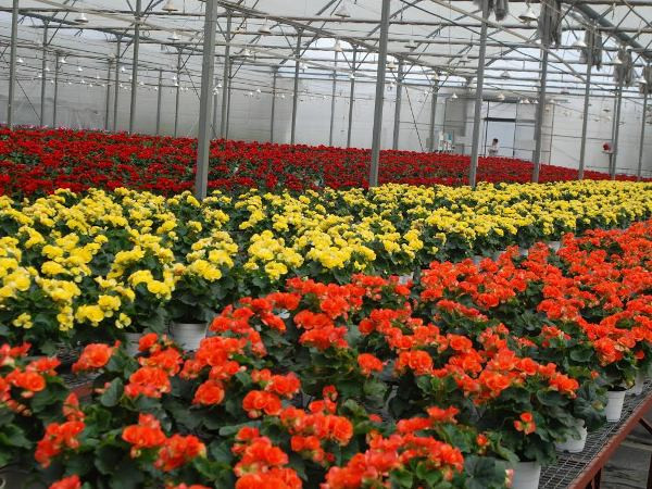 "Hoa hi-tech" khoe sắc Xuân trên “thành phố tình yêu” ảnh 3