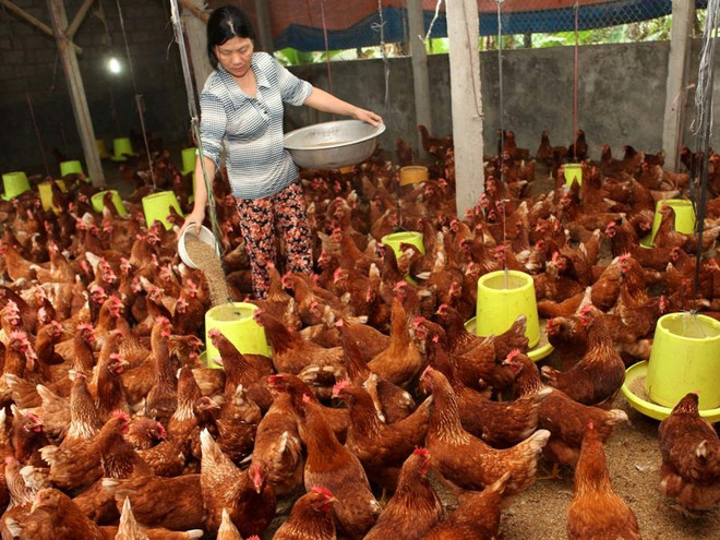 Ảnh minh họa. (Nguồn: TTXVN) Tổng dư nợ của Ngân hàng Chính sách đạt trên 197.000 tỷ đồng ảnh 2
