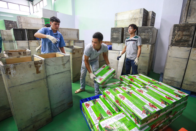 Lô vải thiều sau khi được chiếu xạ sẽ được cho vào kho lạnh để bảo quản chờ xuất khẩu. (Ảnh: PV/Vietnam+) Vải xuất khẩu được chiếu xạ tại Hà Nội tăng lợi nhuận cho doanh nghiệp ảnh 2
