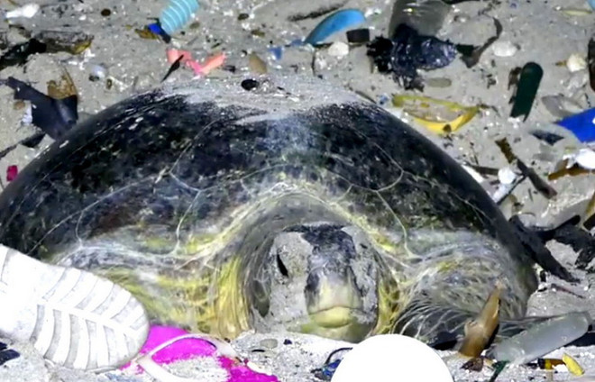 Nhiều rác thải nhựa trong dạ dầy một con rùa xanh tại Thái Lan ảnh 1