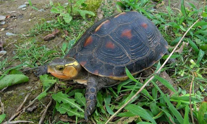 Nhật Bản: Hơn 60 con rùa quý hiếm bị đánh cắp từ vườn thú ảnh 1