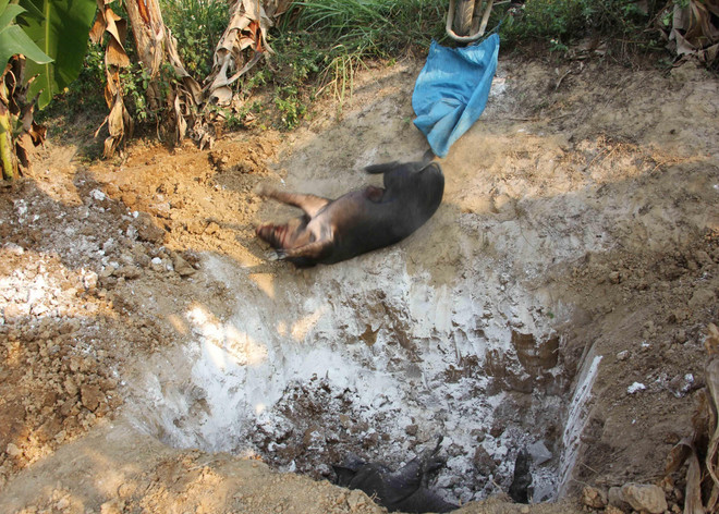 Dịch tả lợn châu Phi đã lan tới 5 huyện ở tỉnh Điện Biên ảnh 1