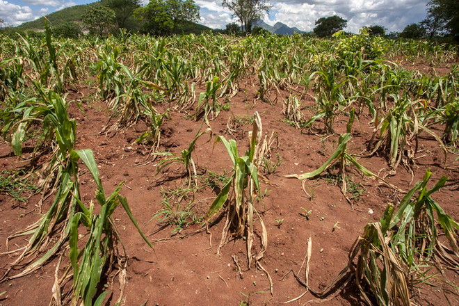 Một cánh đồng ngô khô hạn ở Blantyre, Malawi. (Nguồn: AFP/TTXVN) Châu Phi lần đầu đăng cai hội nghị thế giới về biến đổi khí hậu ảnh 1