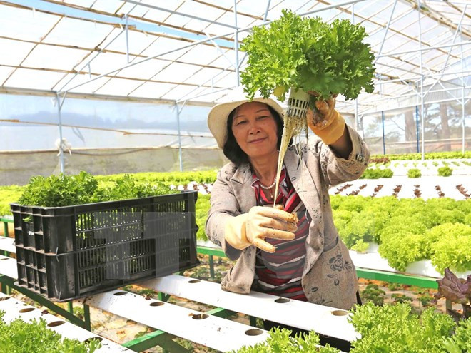 Thủy canh rau sạch theo công nghệ châu Âu ở Lâm Đồng. (Ảnh: Nguyễn Dũng/TTXVN) Agribank dành 50.000 tỷ đồng lãi suất ưu đãi phục vụ nông nghiệp sạch ảnh 1