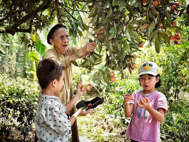 Ảnh chỉ có tính minh họa. (Ảnh: Xuân Mai/Vietnam+) Hải Dương đã có một vụ vải thiều năm 2020 thắng lợi ảnh 1