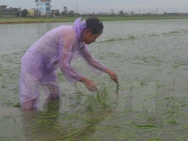 Ngân hàng Chính sách kêu gọi ứng phó với cơn bão số 2 ảnh 1