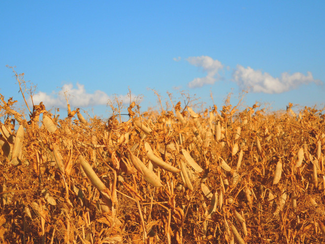 Mất mùa ảnh hưởng tới hàng triệu người dân Trung Mỹ ảnh 1