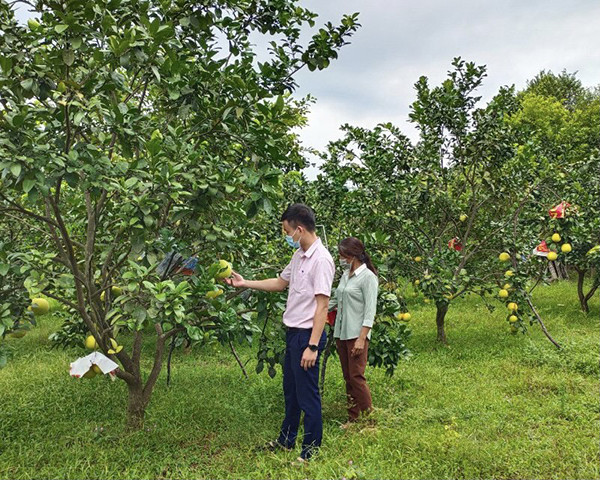 Được hỗ trợ vay vốn, người dân Hương Khê tập trung phát triển kinh tế. (Ảnh: Vietnam+) Vốn tín dụng chính sách - động lực giúp Hà Tĩnh giảm nghèo nhanh ảnh 2