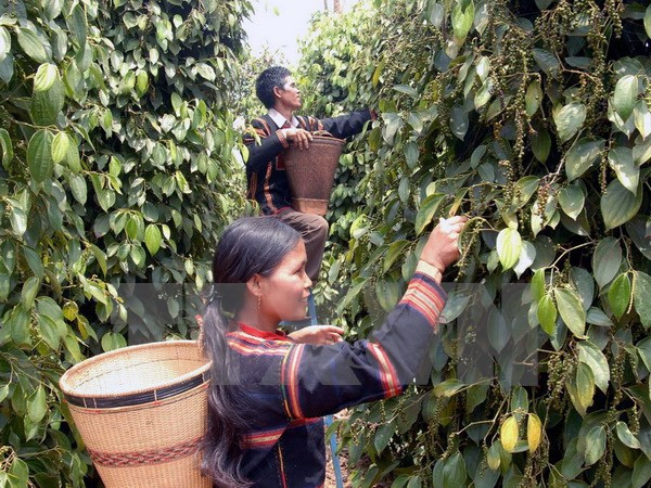 Thu hoạch hồ tiêu ở xã Ia Hrú, huyện Chư Sê, tỉnh Gia Lai. (Ảnh: Sỹ Huynh/TTXVN) VietABank dành 500 tỷ đồng hỗ trợ người dân Đắk Nông trồng hồ tiêu ảnh 2