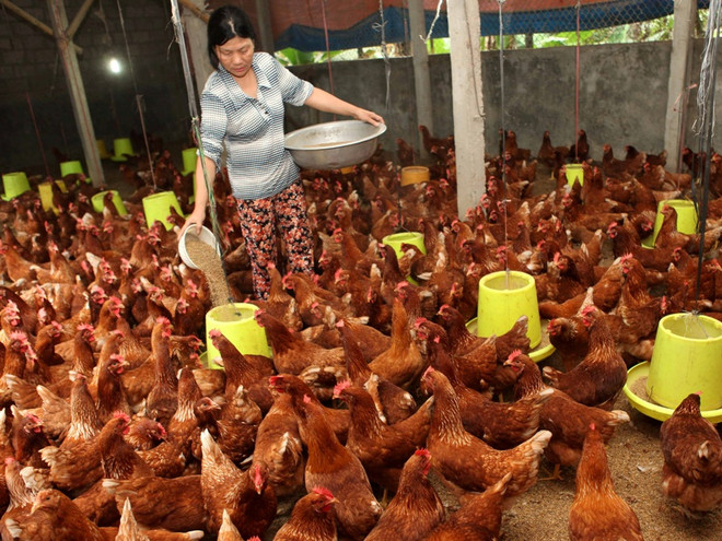 Dư nợ cho vay nông nghiệp nông thôn đạt gần 172.000 tỷ đồng ảnh 1