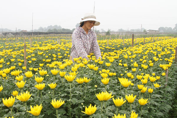 Nguồn vốn tính dụng chính sách đã giúp nhiều gia đình thoát nghèo. (Ảnh: CTV/Vietnam+) 'Làn gió mới' Chỉ thị 40: Tạo đột phá cho tín dụng chính sách xã hội ảnh 2