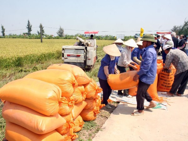 Nông dân Nam Định phấn khởi thu hoạch lúa vụ Mùa. (Ảnh: Đình Huệ/TTXVN) Ngành nông nghiệp bứt phá với một năm được mùa và được giá ảnh 2