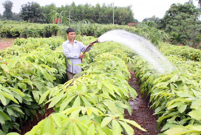 Phát động “Tết trồng cây” nhân dịp xuân Ất Mùi năm 2015 ảnh 1