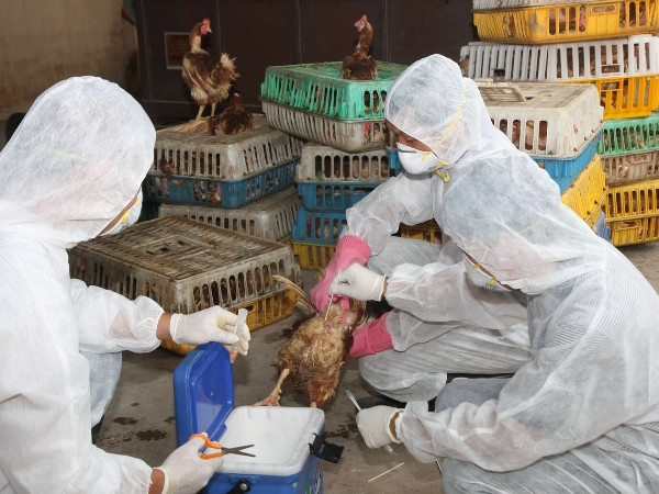 Xuất hơn 115 tỷ đồng mua bù vắcxin và hóa chất thú y dự trữ quốc gia ảnh 1