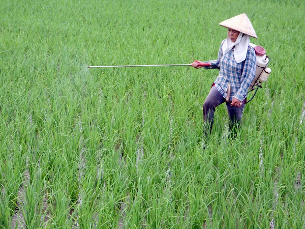 Doanh nghiệp lúng túng trước dự thảo quản lý thuốc bảo vệ thực vật ảnh 1
