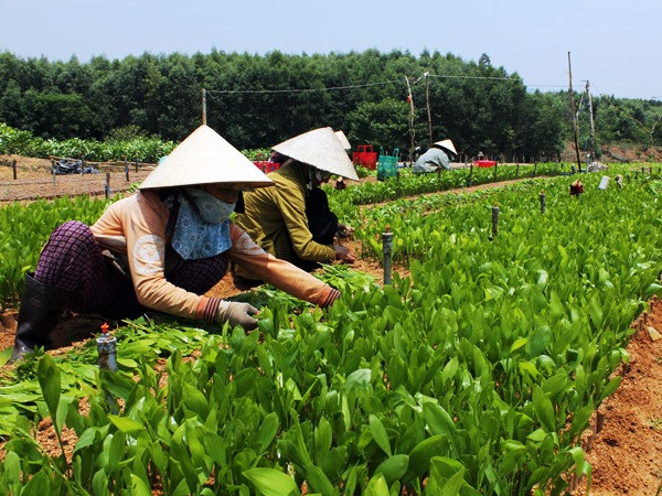 Sẽ rút giấy phép hoạt động của doanh nghiệp không trồng rừng thay thế ảnh 1