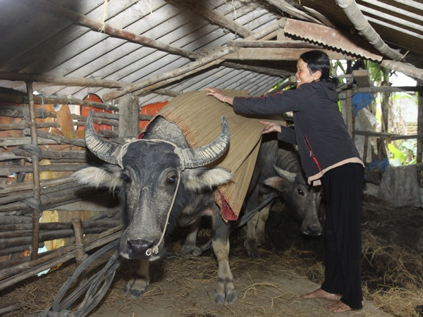 Tăng cường các biện pháp phòng chống đói, rét cho đàn gia súc ảnh 1