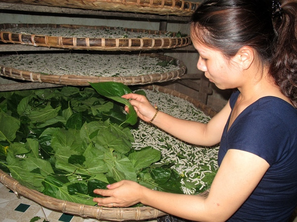 Yêu cầu chưa triển khai thực hiện dự án nuôi tằm biến đổi gen ảnh 1