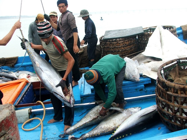 Ngư dân Phú Yên trúng đậm cá ngừ đại dương. (Ảnh: Thế Lập/TTXVN) Ngành nông nghiệp bứt phá với một năm được mùa và được giá ảnh 1