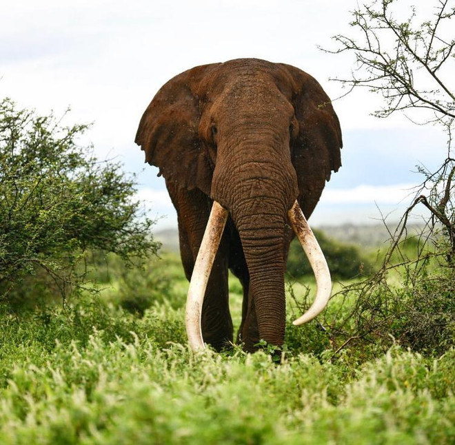 Một trong những con voi ngà dài cuối cùng của châu Phi qua đời ảnh 1