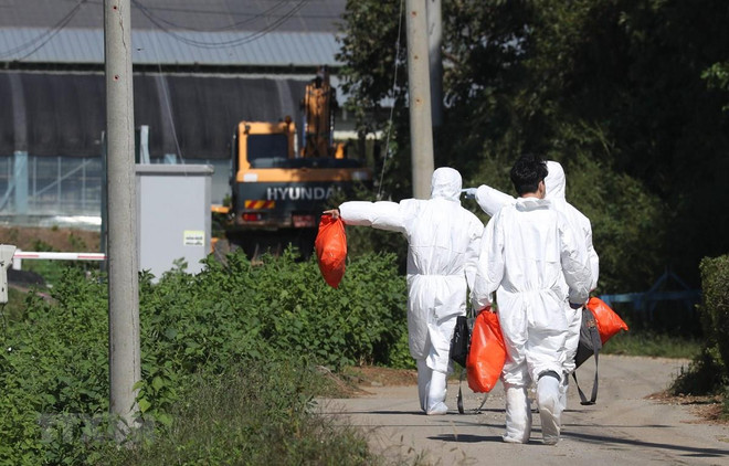 Hàn Quốc phát hiện thêm nhiều trường hợp nghi nhiễm tả lợn châu Phi ảnh 1