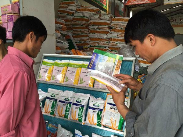 Hơn 24.000 nông dân sẽ được tiếp cận với mô hình ngô biến đổi gen ảnh 3