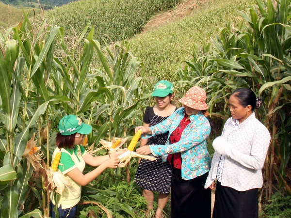 Lô hạt giống ngô biến đổi gen đầu tiên đến tay người nông dân Việt ảnh 1