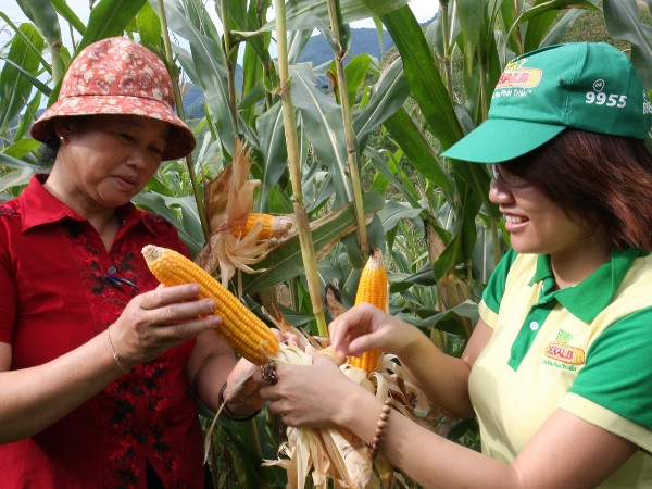 Hơn 24.000 nông dân sẽ được tiếp cận với mô hình ngô biến đổi gen ảnh 1
