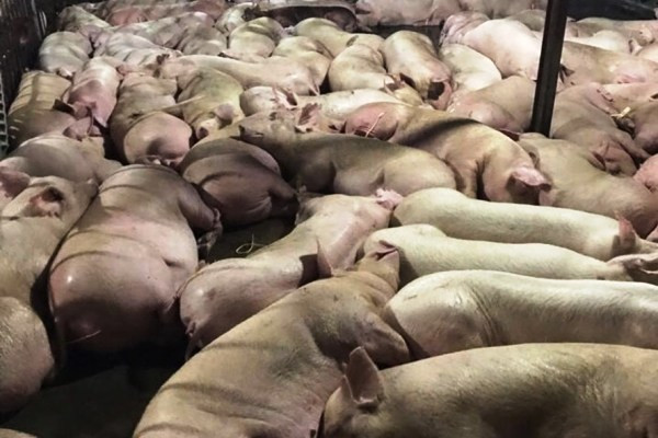 Bắt quả tang cơ sở giết mổ bơm thuốc an thần vào hơn 5.200 con lợn ảnh 1