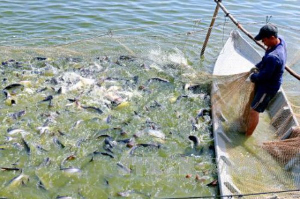 Giá cá tra và tôm tăng mạnh theo hướng có lợi cho người nuôi ảnh 1