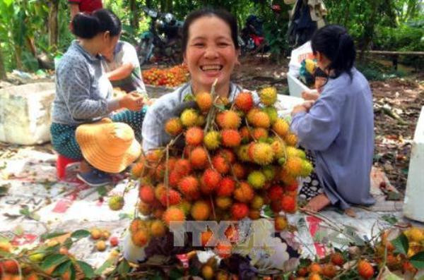 Hơn 27.000 hộ nông dân đạt thu nhập trên 1 tỷ đồng một năm ảnh 1