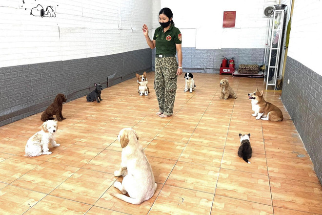 Đa dạng các loại sản phẩm, dịch vụ chăm sóc thú cưng thời 4.0 ảnh 4
